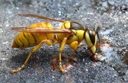 马蜂的生活习性（马蜂的生活方式与生活环境）