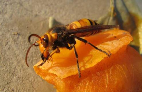 金环胡蜂图片 金环胡蜂图片有毒吗