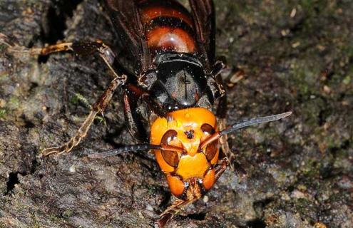 虎头蜂的毒性及预防方法（虎头蜂的毒性及预防方法视频）