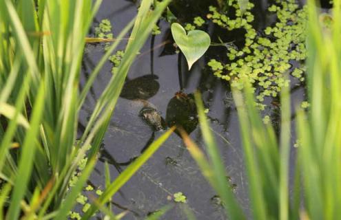 甲鱼的繁殖技术 甲鱼繁殖视频教程