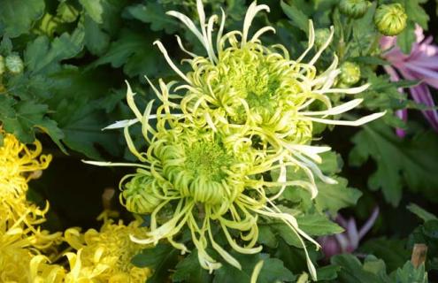 菊花种类图片大全 菊花种类图片大全及名称