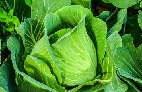 卷心菜品种及图片大全 卷心菜品种图片大全大图
