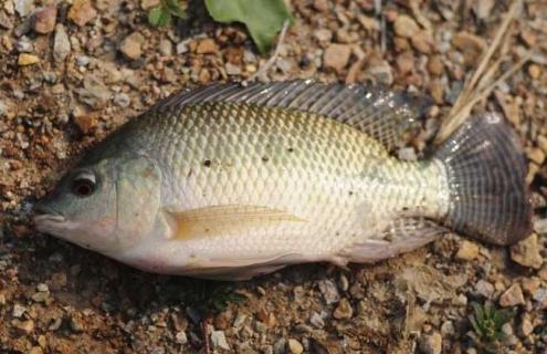 罗非鱼品种及图片大全 罗非鱼品种有哪些?各类罗非鱼图片