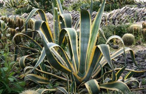 金边龙舌兰图片（金边龙舌兰图片 功效）