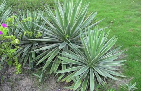 狭叶龙舌兰图片 狭叶龙舌兰的养殖方法和注意事项