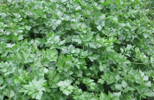 芹菜的品种及图片大全 芹菜品种有哪些品种图片大全