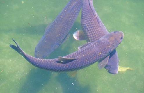 青鱼图片（草鱼图片）