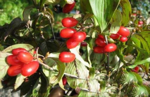 山茱萸图片 吴茱萸图片