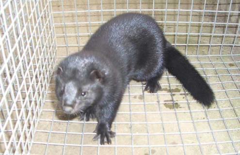 水貂的生活习性（水貂的特点）