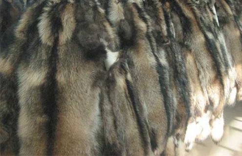 貂皮的种类及图片大全 貂皮种类介绍