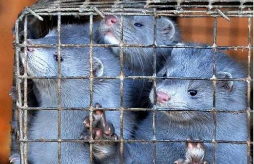 水貂疾病防治技术 水貂疾病防治技术研究