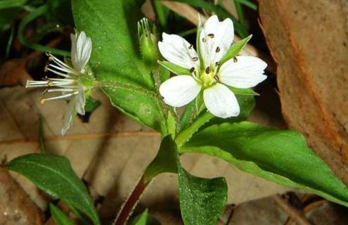 太子参图片（太子参图片 全图）