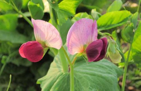 豌豆图片（豌豆图片大全大图 实物图片）