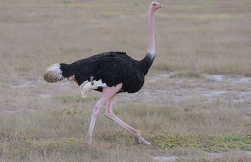 鸵鸟的品种和图片大全（鸵鸟的品种和图片大全及名称）