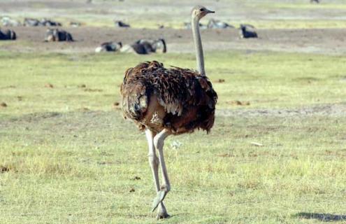 鸵鸟的天敌是什么 鸵鸟的天敌是什么动物