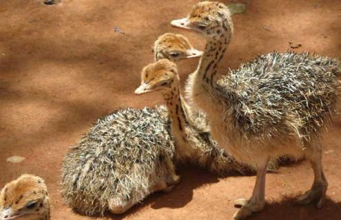 鸵鸟蛋孵化技术 鸵鸟蛋孵化技术视频教程
