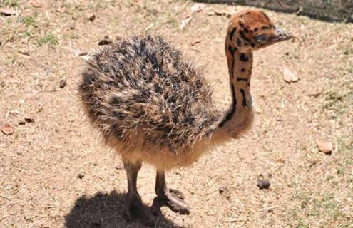 鸵鸟的生长周期 鸵鸟的生长周期是多长时间?