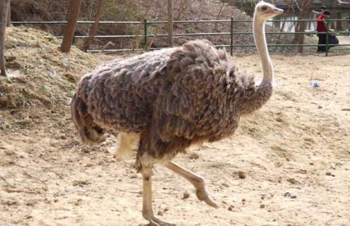 鸵鸟遇到危险时会把头埋在沙里吗 鸵鸟遇到危险会有什么反应?