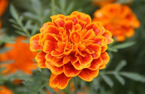 万寿菊品种及图片大全 万寿菊品种及图片大全及价格