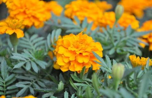 万寿菊图片（万寿菊图片高清大图）