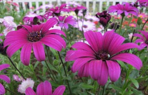 南非万寿菊图片 南非万寿菊图片炫彩大全