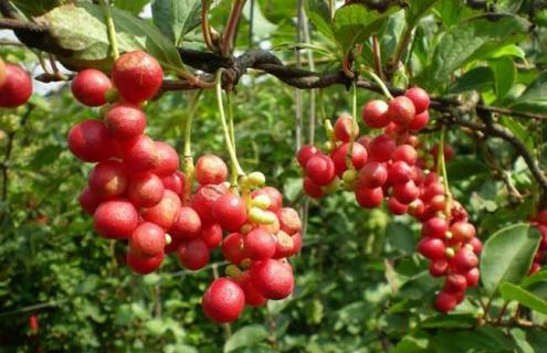 五味子图片（菟丝子怎么吃最壮阳）