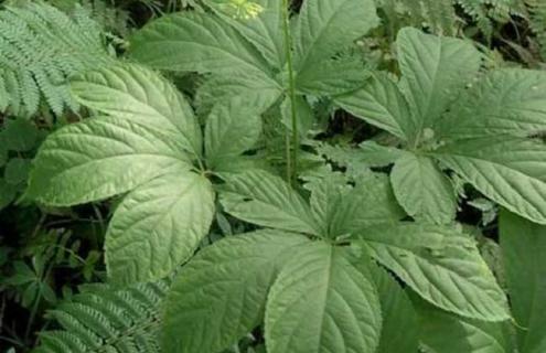 西洋参图片 西洋参图片全图