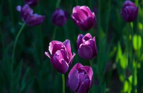 郁金香图片 郁金香图片粉色