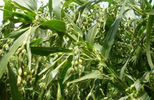 薏苡图片 薏苡图片 手链