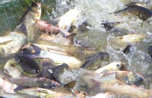 鲢鱼图片 胡子鲢鱼图片