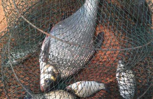 鳊鱼的种类和图片 魟鱼种类及图片