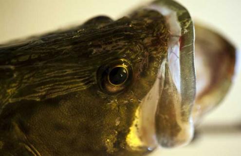 鳜鱼品种图片大全 鳜鱼品种图片大全大图