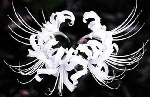 曼陀罗华图片（曼陀罗华图片唯美头像）