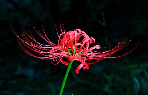 曼珠沙华图片（曼陀沙华和曼珠沙华图片）