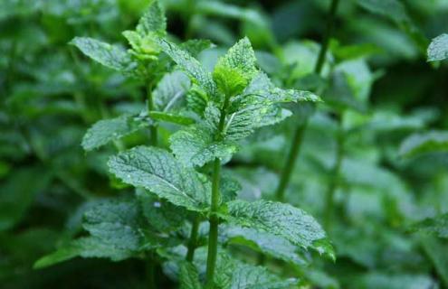 薄荷的种类及图片（薄荷的种类作用与功效）