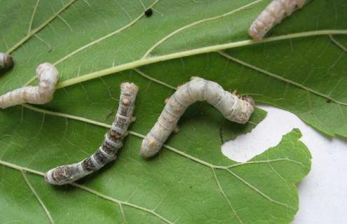 蚕的一生 蚕的一生四个过程