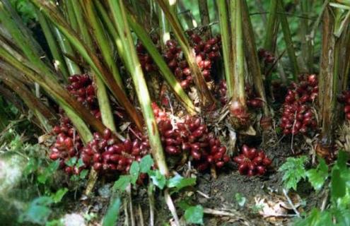 草果图片 草果图片功效与作用