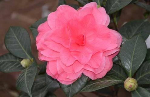 山茶花图片 山茶花图片大全大图