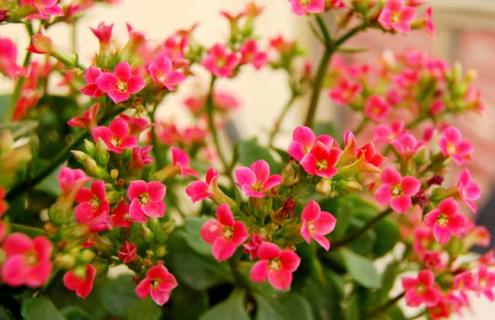 长寿花的品种图片（长寿花有几种品种图片）