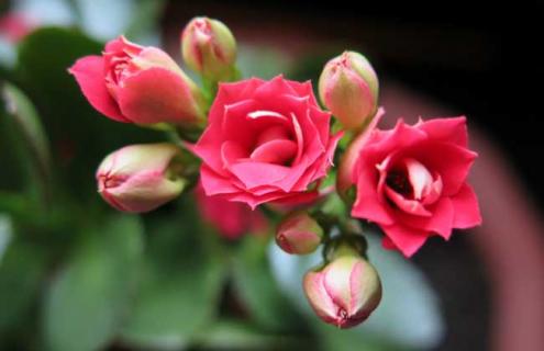 长寿花图片 长寿花图片 品种