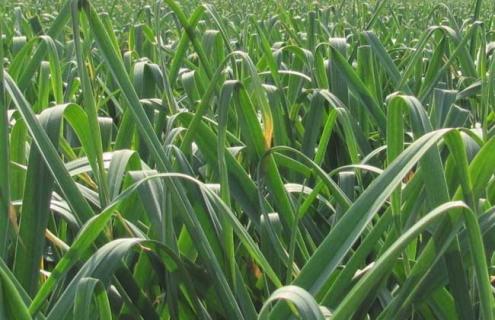 大蒜图片（大蒜图片真实图片）