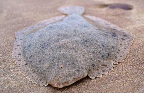 多宝鱼图片 多宝鱼图片大全完整版