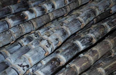 甘蔗图片 甘蔗图片真实