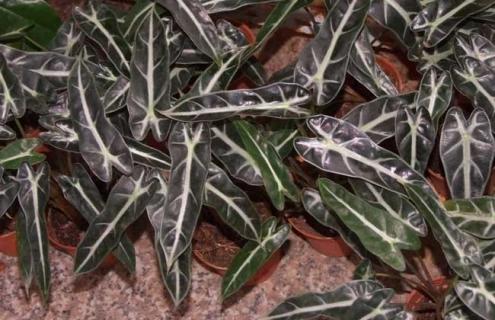 天南星科观音莲图片 天南星科观花植物有哪些