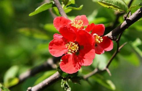 北美海棠图片（北美海棠图片欣赏）