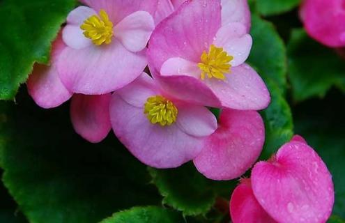 四季海棠图片 四季海棠图片及价格