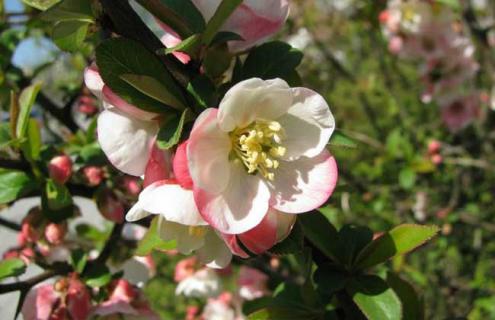 木瓜海棠图片（木瓜海棠图片盆景）