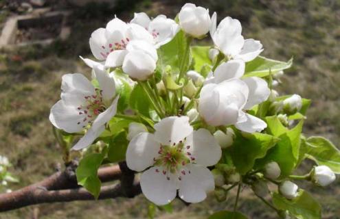 梨花海棠图片（梨花海棠结果成熟后图片）