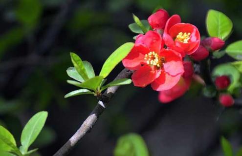 贴梗海棠图片（贴梗海棠图片欣赏）