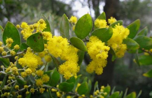 金合欢图片（银叶金合欢图片）